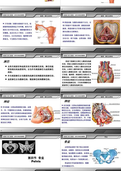 真人女生下面|解剖学高清图谱 女性生殖系统